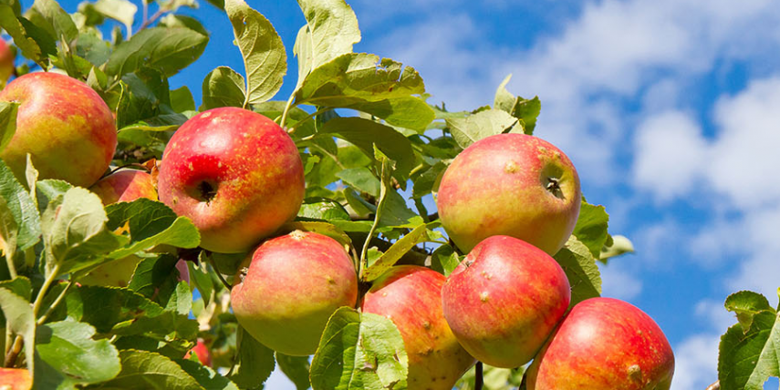 Obstland-Corporate-Publishing-Fotolia_69009127_Juergen Faelchle_Apfelbaum